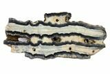 Mammoth Molar Slice With Case - South Carolina #99527-1